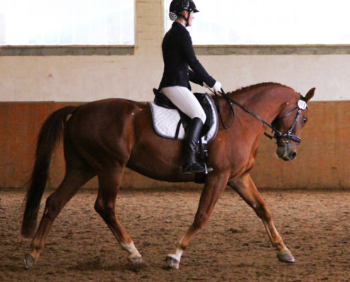 Reiten AG Steinmühle